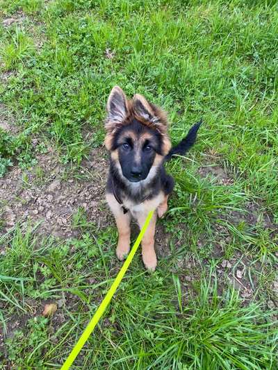 Welpen Bilder !-Beitrag-Bild