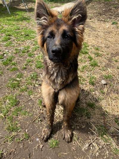 Schäferhund-Beitrag-Bild