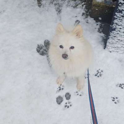 Hundetreffen-Freunde zum Spazieren und lernen.-Bild