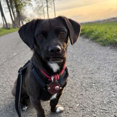 Hundetreffen-Hundetreff / Gassirunde-Bild