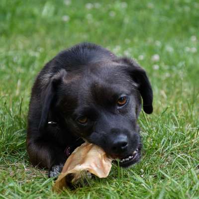Hundetreffen-Gassirunde / Hundetreff am Wochenende-Bild