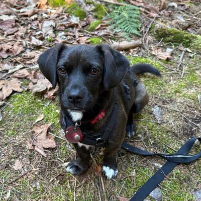 Hundetreffen-Gassirunde / Hundetreff am Wochenende-Profilbild