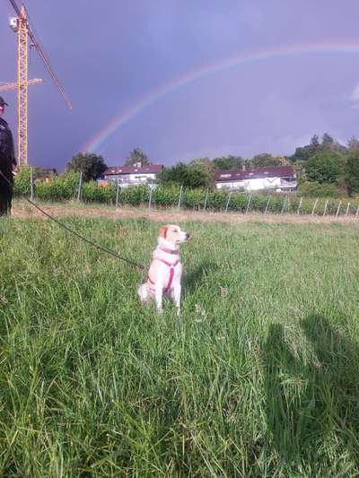 Auslandstierschutz-Beitrag-Bild