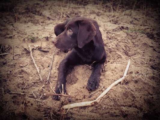 Labradorfans-Beitrag-Bild