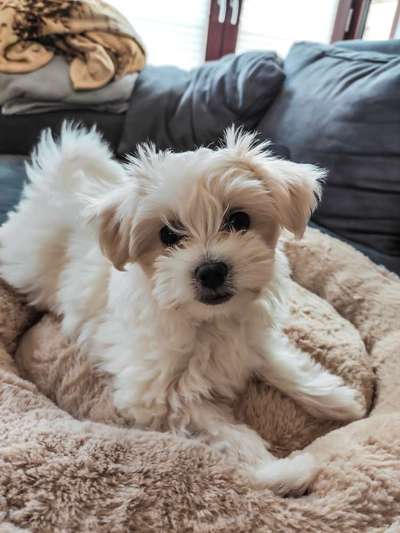 Welpen Bilder !-Beitrag-Bild