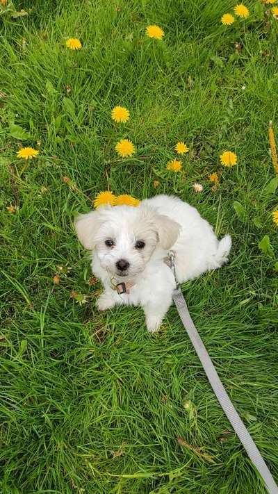 Die Dogorama Monats Challenge "Es grünt und blüht"-Beitrag-Bild