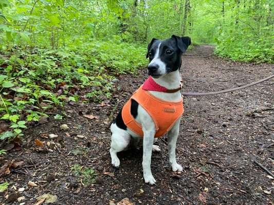 Die Dogorama Monats Challenge "Es grünt und blüht"-Beitrag-Bild