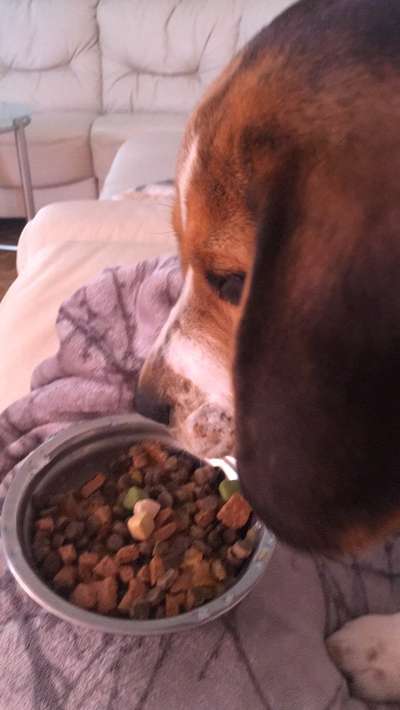 Fotochallenge 31 - Das perfekte Hundedinner-Beitrag-Bild