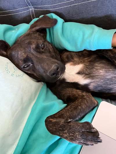 Hundetreffen-Koda sucht Freunde (1,5 Jahre, kastriert, Super sozial)-Bild