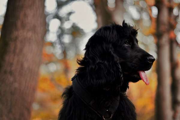 Black dogs are beautiful-Beitrag-Bild