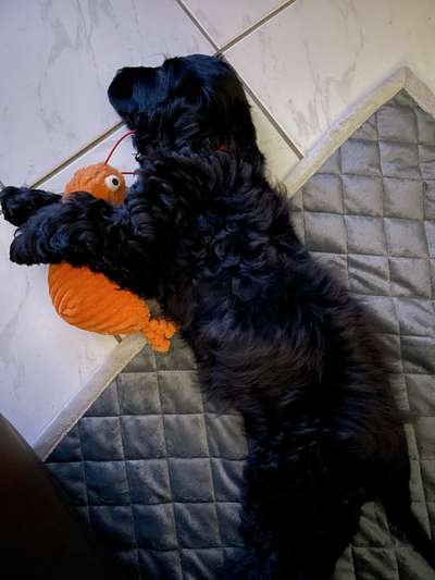 Euer Hund und sein Lieblingskuscheltier-Beitrag-Bild