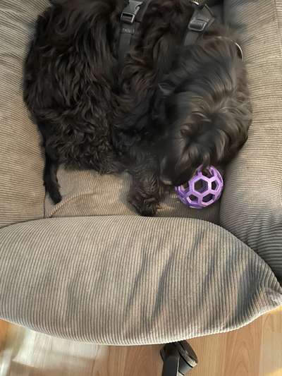 Homeoffice mit Welpe-Beitrag-Bild