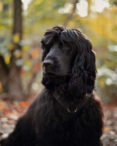 Black dogs are beautiful-Beitrag-Bild