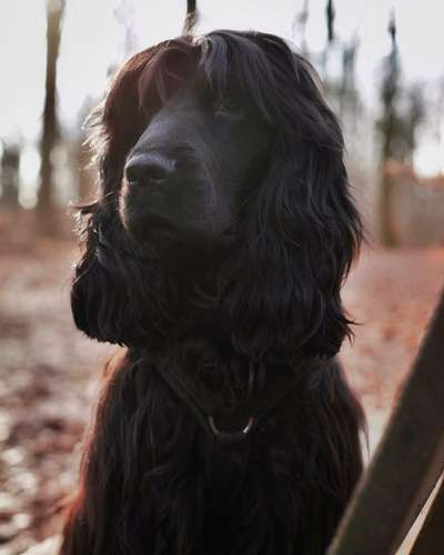 Englisch Cocker Spaniel-Beitrag-Bild