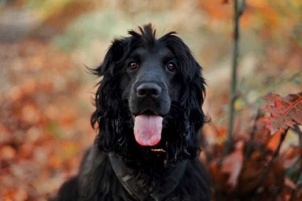 Dogorama Photo Challenge - Portrait-Beitrag-Bild