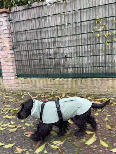 Hundekleidung - Top oder Flop-Beitrag-Bild