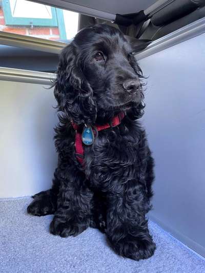 Englisch Cocker Spaniel-Beitrag-Bild