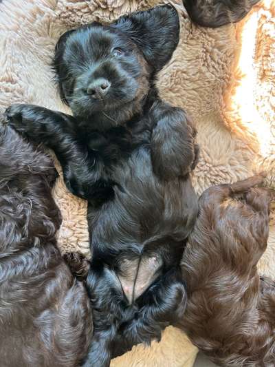 Welpenfotos-Beitrag-Bild