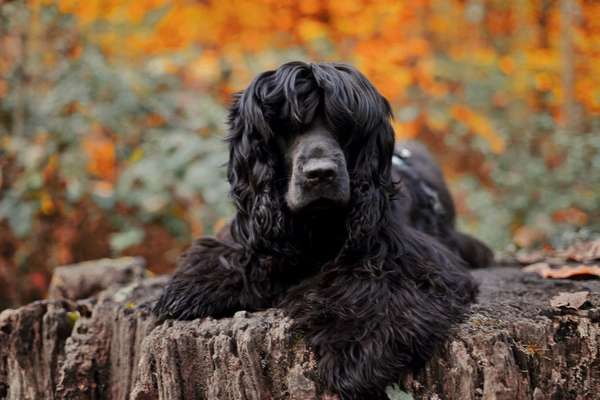 Black dogs are beautiful-Beitrag-Bild