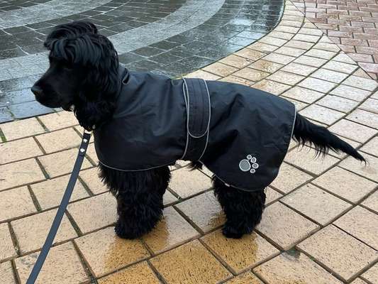 Hundekleidung - Top oder Flop-Beitrag-Bild