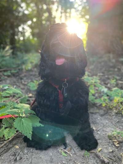 Dogorama Photo Challenge - Märchenwald-Beitrag-Bild