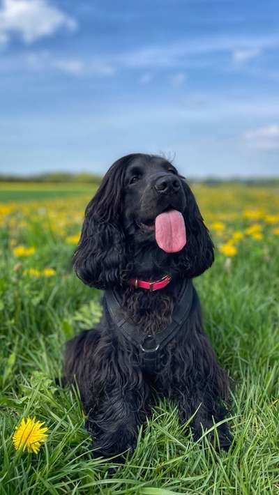 9.Farben-Fotochallenge            Gelb-Beitrag-Bild