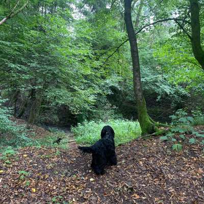 Hundetreffen-Gassi- und Spielfreunde-Bild