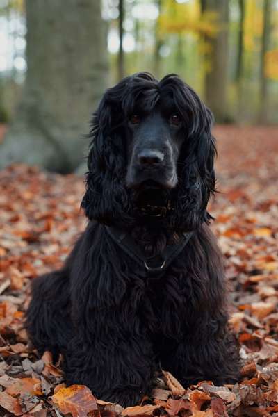 Cocker Spaniel-Beitrag-Bild