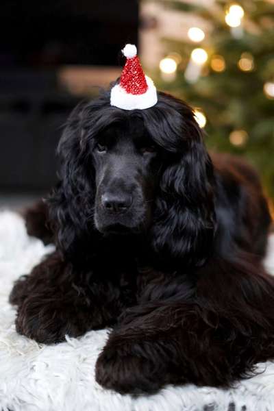 Dogorama Photo Challenge - Nikolaus-Beitrag-Bild