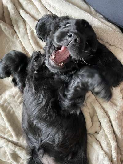 Dogorama Photo Challenge - lustigste Grimasse-Beitrag-Bild