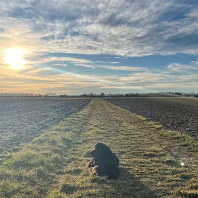 Hundetreffen-Gassi- und Spielfreunde-Bild
