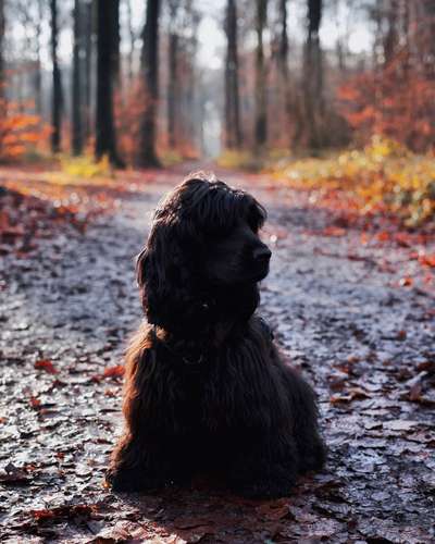 Black dogs are beautiful-Beitrag-Bild