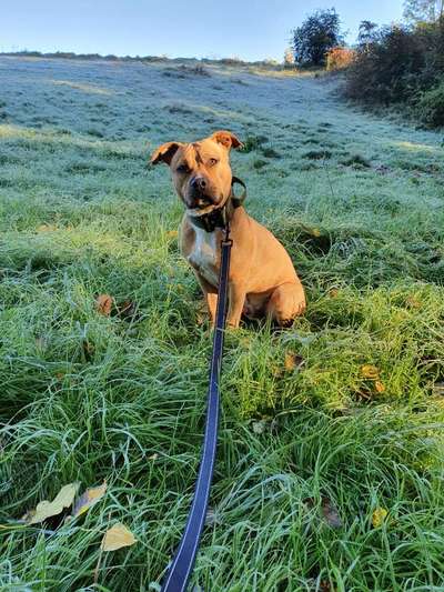 Die Dogorama Kalender Challenge Titelbild-Beitrag-Bild