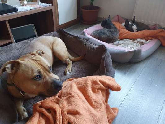 Fotochallenge Nr. 51 "Euer Hund mit anderen Tieren"-Beitrag-Bild