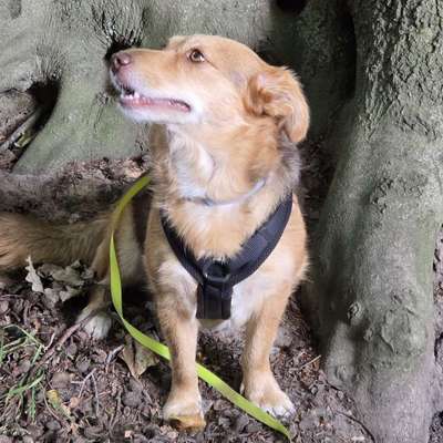 Hundetreffen-Treffen ab und zu zur Gassirunde, wenn es passt