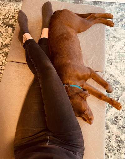 Entwicklungsstand einer 7 Monate alten Labbi Hündin-Beitrag-Bild