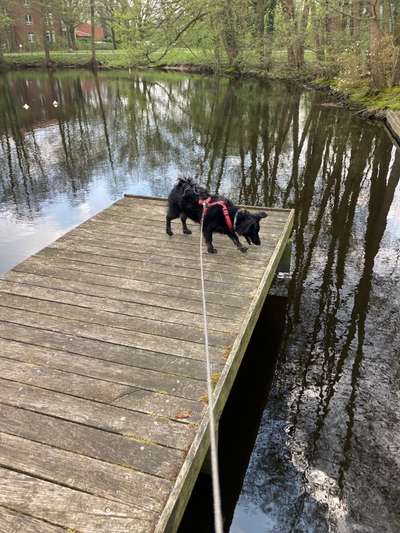 TierschutzhundeStammtisch🐕-Beitrag-Bild