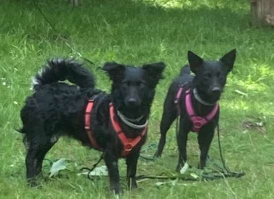 TierschutzhundeStammtisch🐕-Beitrag-Bild