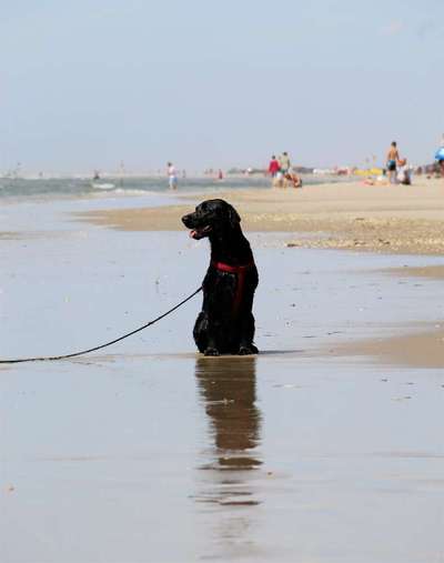 Dogorama-Monats-Challenge-Mai "Wasser"-Beitrag-Bild