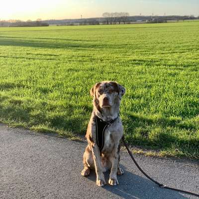 Hundetreffen-Social Walk-Profilbild