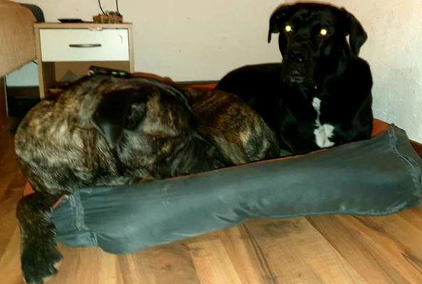 Welche Hunderasse-Beitrag-Bild