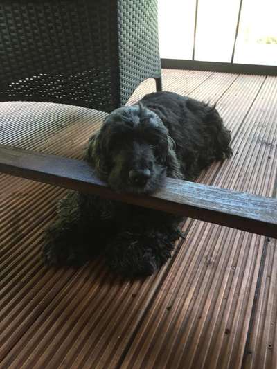 Unsere Fellnasen im Regenbogenland-Beitrag-Bild