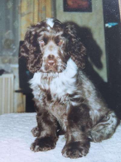 Unsere Fellnasen im Regenbogenland-Beitrag-Bild