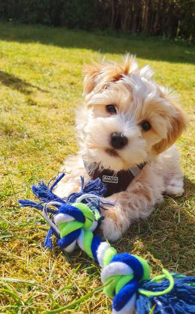 Havaneser dabei?:)-Beitrag-Bild