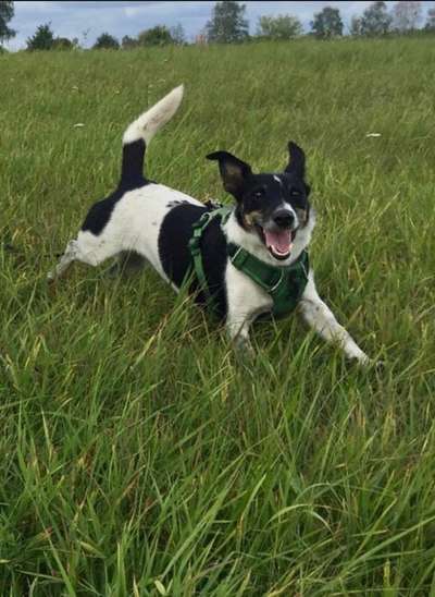 Wo sind die Jack und Parson Russell Terrier?-Beitrag-Bild