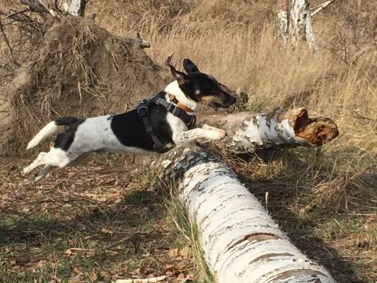 Wo sind die Jack und Parson Russell Terrier?-Beitrag-Bild