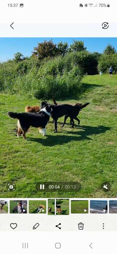 Hundetreffen-Hundewiese Campingplatz Seepark Sütel-Bild