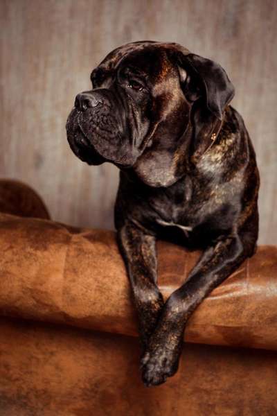 Rassensuche Cane Corso Italiano-Beitrag-Bild