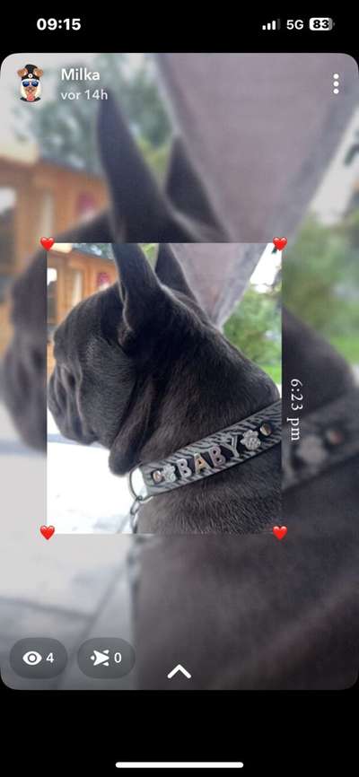 Hundetreffen-Freunde zum spielen-Bild