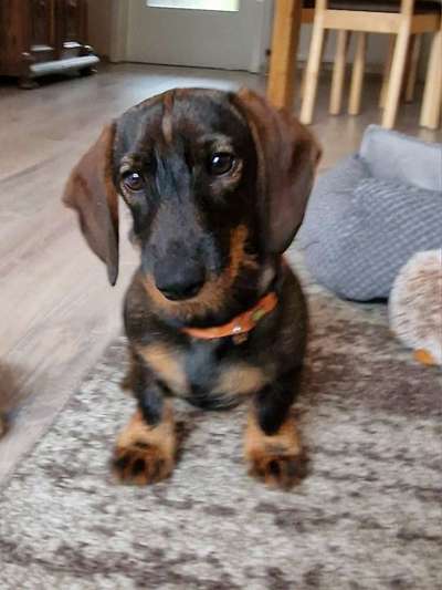 Hundetreffen-Hundetreffen in Wismar-Bild